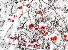 snow-covered hawthorn berries in forest in winter photo