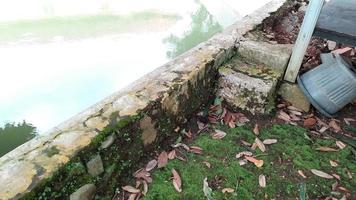 ambiente sombreado junto al río con musgo verde y hojas secas foto