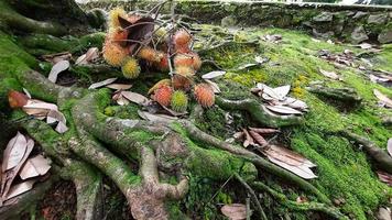 Rambutan fruit between tree roots and green moss 01 photo