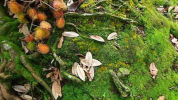 fruta de rambután entre raíces de árboles y musgo verde 03 foto