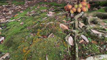 Rambutan fruit between tree roots and green moss 04 photo