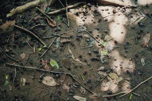 Forest ground texture consists of pike of dried tree leaves, tiny branches, wetland, and mud photo