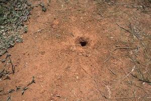 A small black hole in the orange laterite soil made by some wild animal. Tiny green bushes, small twig and brown dried cones around burrow. photo