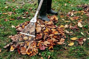 Woman raking pile of fall leaves at garden with rake photo