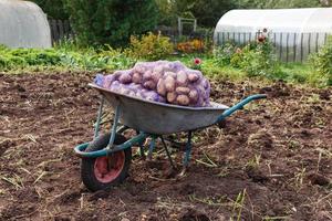 Sacks of potatoes in a garden wheelbarrow in the garden. Harvesting potatoes in autumn. photo