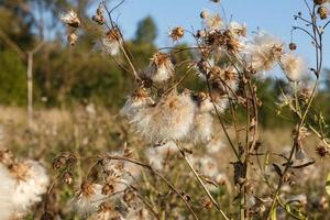 dry seed creeping thistle white fluffy. Wild flowers in the field photo