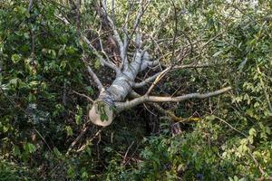 Felled aspen tree. The trunk of a tree lies on the ground in the forest. photo