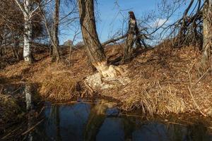 Beavers nibbled the trunk of a tree. A tree gnawed by beavers on the bank of a stream. Signs of beaver activity photo