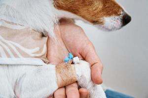 Dog with a bandaged catheter on his paw. Pet care photo