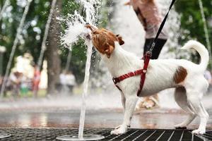 perro bebe agua de la fuente en un caluroso día de verano foto