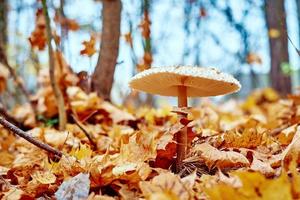 Poisonous mushroom on the background of fallen leaves photo