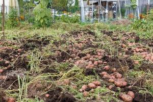 Pile of ripe potatoes on ground in the garden. Harvesting potatoes. photo