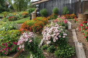 Various flowers growing in the garden. Flower bed. photo