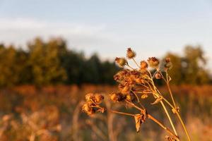 Arctium lappa. Dry spines of greater burdock. Burdock at sunset. photo