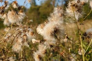 dry seed creeping thistle white fluffy. Wild flowers in the field photo