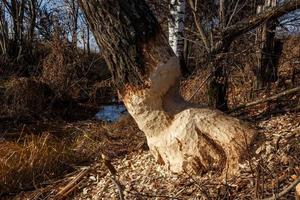 Tree gnawed by beavers. Sawdust is all around the tree. photo