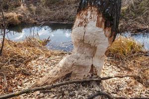 árbol roído por los castores. el aserrín está alrededor del árbol. foto