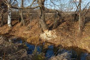 tree gnawed by beavers on the river bank. Signs of beaver activity photo
