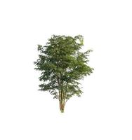 tree isolated on white background photo