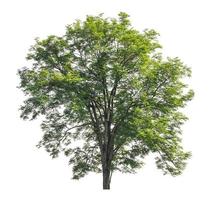 Tree that are isolated on a white background are suitable for both printing and web pages photo