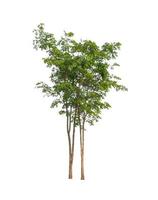 Trees that are isolated on a white background are suitable for both printing and web pages photo