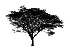 silueta de árbol aislado para pincel sobre fondo blanco foto