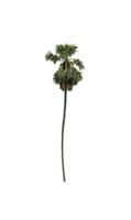 sugar palm that are isolated on a white background are suitable for both printing and web pages photo