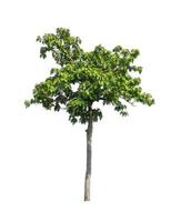 tree isolated on white background photo