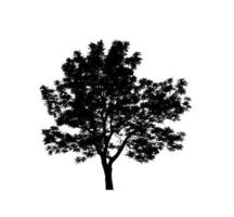 Isolated tree silhouette for brush on white background photo