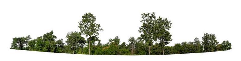 Forest and foliage in summer for both printing and web pages isolated on white background photo
