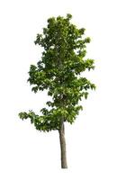 Tree that are isolated on a white background are suitable for both printing and web pages photo