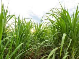 Sugarcane field at sunrise. Aerial view or top view of Sugarcane or agriculture in Thailand. photo