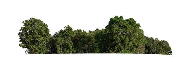 Forest and foliage in summer isolated on white background photo