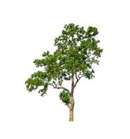 Trees that are isolated on a white background are suitable for both printing and web pages photo