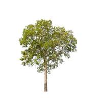 Tree that are isolated on a white background are suitable for both printing and web pages photo
