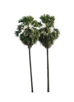 sugar palm that are isolated on a white background are suitable for both printing and web pages photo