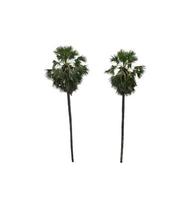 sugar palm that are isolated on a white background are suitable for both printing and web pages photo