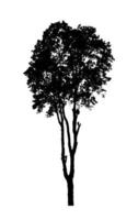 Tree silhouette for brush on white background photo