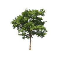 Trees that are isolated on a white background are suitable for both printing and web pages photo