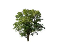 tree isolated on white background photo