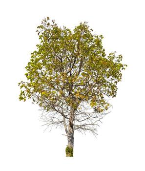 Trees that are isolated on a white background are suitable for both printing and web pages photo