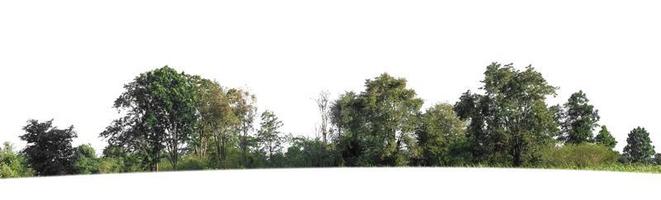bosque y follaje en verano aislado sobre fondo blanco foto