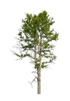 Trees that are isolated on a white background are suitable for both printing and web pages photo
