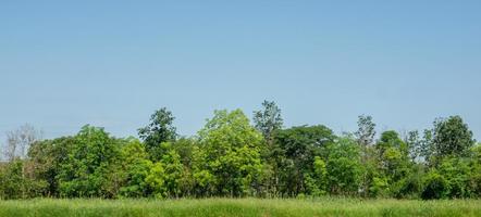 bosque y hojas en filas de árboles y arbustos de verano foto