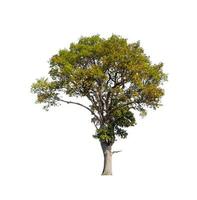 Trees that are isolated on a white background are suitable for both printing and web pages photo