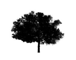 Isolated tree silhouette for brush on white background photo