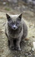 Blue russian cat on the street photo