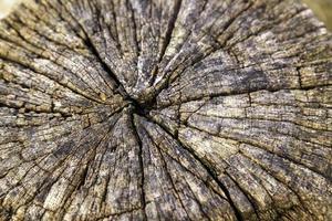 detalle del tronco cortado en un bosque foto