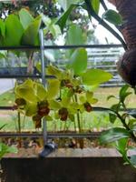 enfoque selectivo de la hermosa flor de orquídea dendrobium amarilla en el jardín sobre fondo borroso. foto