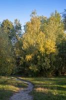 Autumn forest road and tree with blurred background. photo